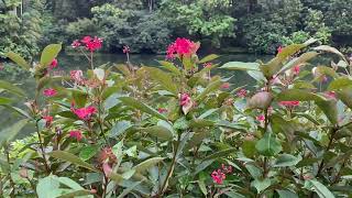 Botanic Gardens, Singapore ( Tanglin Gate)