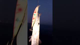 Big Barracuda Attack 🐟😭😭😭 #fishing #viral #support #tamil #trending #subscribe #viralvideo #shorts