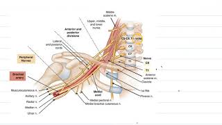 Brachial Plexus: The Comprehensive Guide