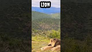 Lion relaxing #shorts #viral #trending