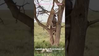 🐆Leopards catch prey on trees to protect them😲 #youtube #leopard #wildebeest #ytshorts #amazingfacts