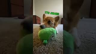 Corgi Short - Teemo The Corgi Is Greedy #dog #cute #shorts