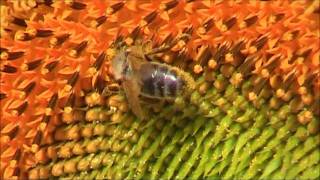 L'abeille et l'héliotrope.wmv