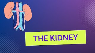 The kidney and homeostasis (በአማርኛ) Grade 10 Biology Unit 3 Part 12