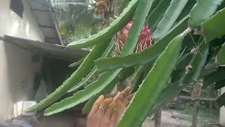 petik buah naga