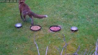 Early morning fox grooms herself, leaves her scent and has a scratch after a feed