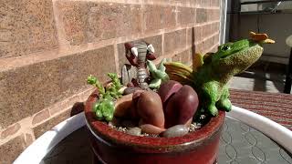 Little Dragons in a succulent garden