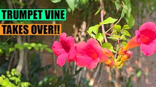 Trumpet vine: Campsis radicans: Tropical look and aggressive nature