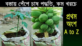 বস্তায় পেঁপে চাষ পদ্ধতি - একদম কম খরচে - পেঁপে চাষ। Papaya cultivation.