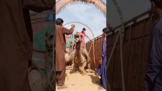 While loading the big dangerous camel into the truck#shortsfeed #youtubeshorts #camel #animals