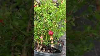 Sochi Dwarf Pomegranate @sunlandgrown for more