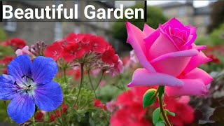 Planting roses,shrubs & hardy geraniums!