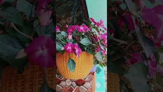 আমার বাগান আলো করে আছে #shortsfeed#minivlog#gardening #wintergarden#flowers #vlog #simplyhomemaking