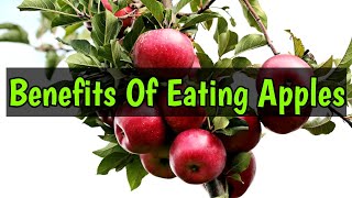 10 Benefits Of Eating Apples 🍎🍎🍎 #apple #applebenefits @6pmrandomfacts