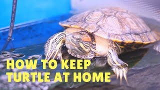 Turtle Care In Hindi