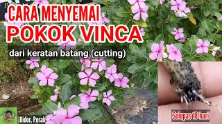 CARA MENYEMAI POKOK VINCA DARI KERATAN BATANG (CUTTING)