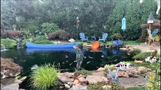 Design the most beautiful garden in 2019. Water with the most amazing Koi fish.