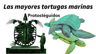 Protostéguidos: las mayores tortugas de la Tierra