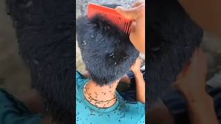 Get Rid Of Lice | Remove Lice Naturally In 1 Time | Shampoo Hack For Lice Removal #haircare #shorts