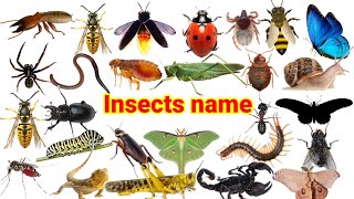 Insects Name in Hindi and English with Pictures | कीड़े मकोड़ों के नाम हिंदी औंर अंग्रेजी में |