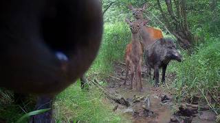 3 Months by the Secret Creek - Wildlife Trail Camera Compilation