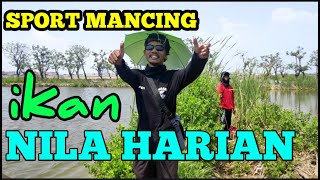 Mancing Mujaer Nila Babon Harian Empang luas