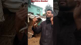 भारतीय सांपों में सबसे खतरनाक सांप Indian Spectacled Cobra #shorts