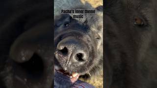 Pacha is full of love! ❤️ #sarplaninac #livestockguardiandog #farmanimals #workingdog #dog #animals