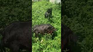 GOATS EATING GRASS 🐐🐐#shorts #goats #animals