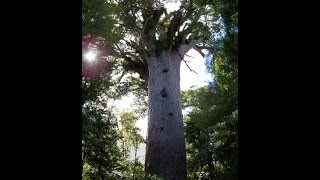 Tāne Mahuta Lord of the Forest