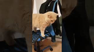 Острые коготки🤣#shorts #рекомендации #cat #кот #юмор #ютуб