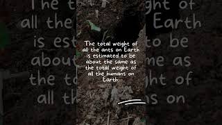 Ants #ants #human #weight #earth #world #youtubeshorts #reels #trending #viral #amazingfacts #shorts