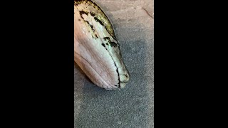 Burmese Python shedding its head - watch up close!