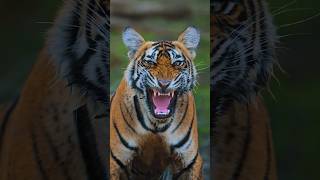 Beautiful Tiger Catch in Wild | Tiger Wild life |