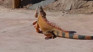 Iguana iguana (Linnaeus, 1758) (v Crocoparc Agadir Morocco)