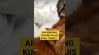 AIR KENCING KUCING NAJIS ATAU TIDAK⁉️ #kucinglucu #kucingimut #viral#shortsfeed