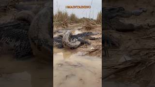 Anaconda (The Largest Snake).    #viral #trending #viralvideo