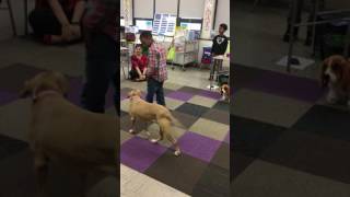 Ruby heeling off leash with an 8-yo boy during a humane ed school visit