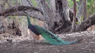 Pavo muticus muticus at Baluran National Park Java Indonesia Part I