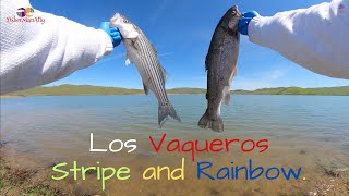 Spring Stripers are on the Prowl @ Los Vaqueros.