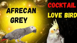 Afirecan Grey parrots|| afrecan grey talking parrot👉 || cocktail parrot || love birds parrot || 𓼌