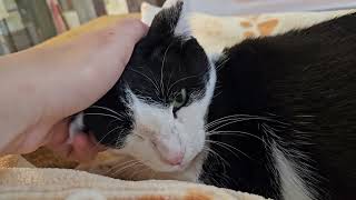 Shelter Cats Greet Volunteer With Varying Levels of Enthusiasm [REAL]