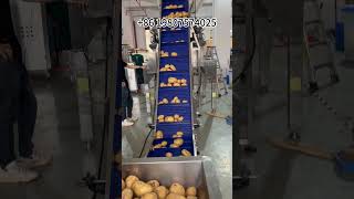 Automatic potato packaging machine.Have you seen it? #machine #factory #packing#potato