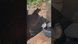 Food, sleep , play and repeat 🐥 #chicken #animallover #cutefarmanimals #backyardchickens