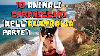 Meraviglie dell'Australia: 10 Animali UNICI e STRANISSIMI #animaliselvatici #australia #animali