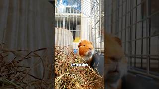 POV guinea pigs playing passing the phone game #fyp #pets #guineapig #shorts #passthephone