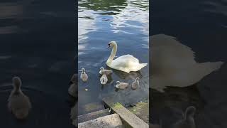 New arrivals at River Thames #childrenssongs