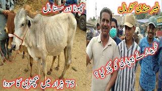 Malir Mandi Kattu Maal Update | Kattu Maal Malir Mandi 2023 | Cow Mandi Update | Cow Mandi Karachi |