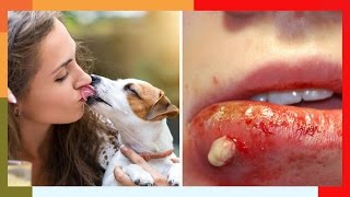 ⚠️️ This Is Why You Should Never Let Your Dog Lick You! ⚠️️