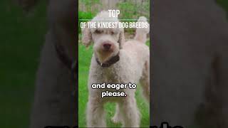 TOP of the kindest dog breeds!